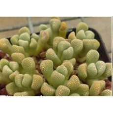 T.primosii SB816 - Plant